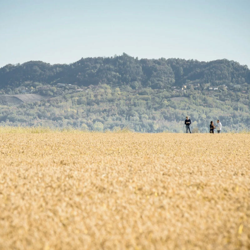 Golden brown rice field stretching to tree-covered hills, three people standing near the horizon under a pale blue sky.