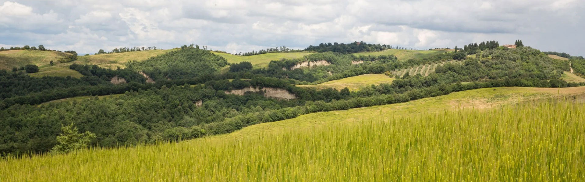 Rolling green hills and wheat field under a cloudy sky, evoking Italian countryside.