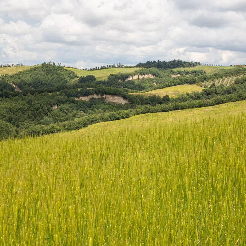 Rolling green einkorn field with wooded hills and a cloudy sky