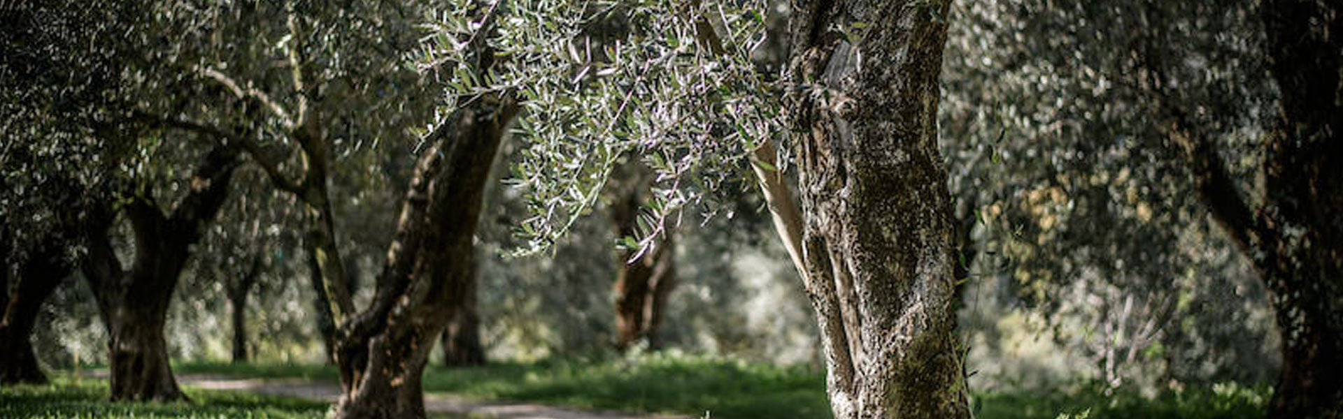 Gnarled olive tree trunks and silvery leaves in a shaded olive grove with a narrow sunlit path