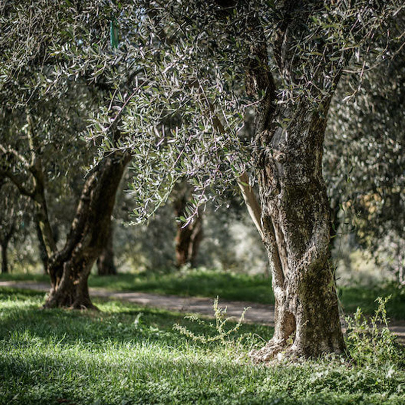 Sunlit Italian olive grove with mature trees and grassy floor beside a dirt path, evoking traditional organic olive harvesting