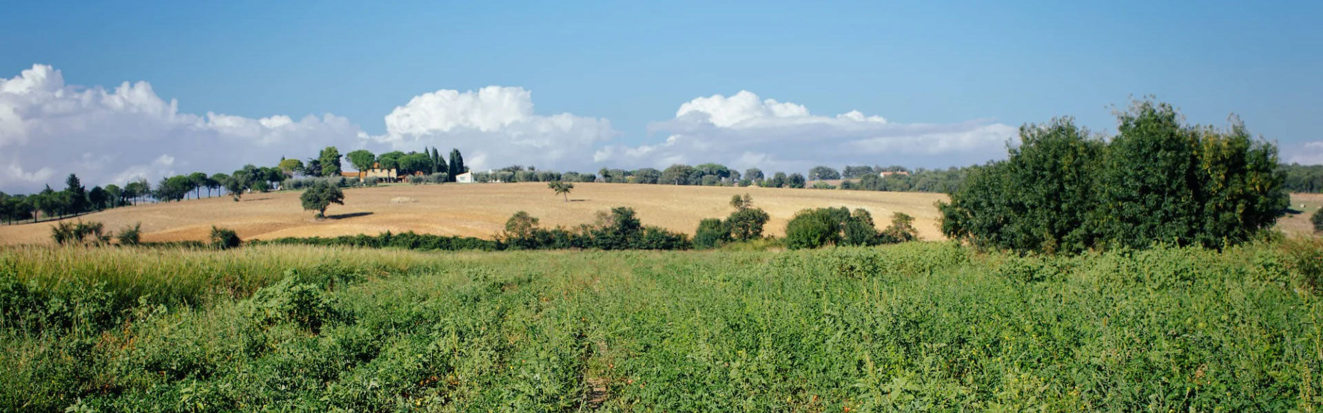 Panoramic rural landscape with green foreground field, golden harvested hill, farmhouse and trees beneath blue sky and clouds