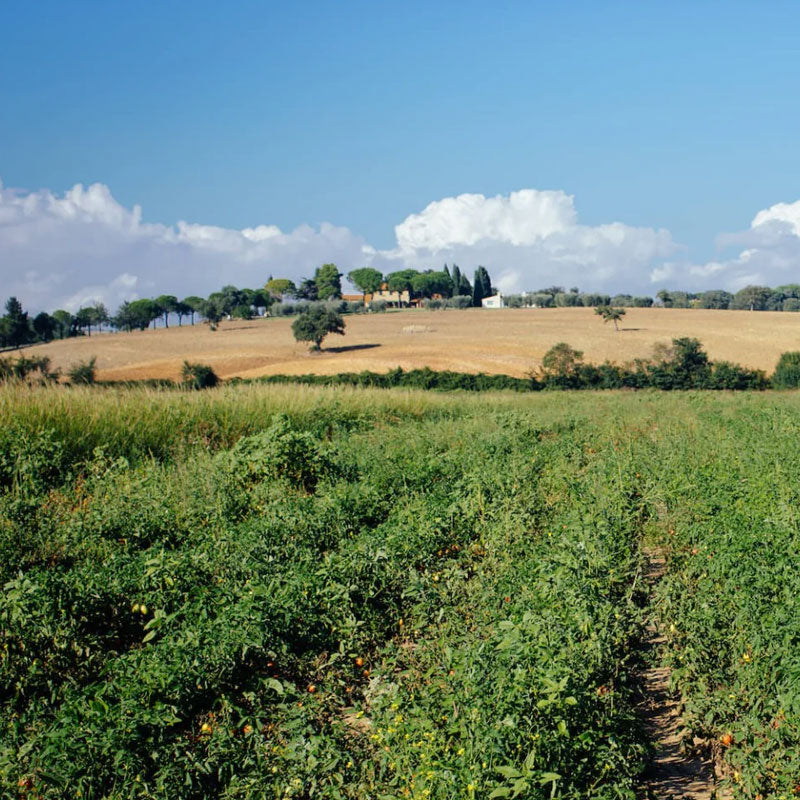 Rows of tomato crops in foreground leading to a harvested golden field and farmhouse on a hill beneath a blue sky