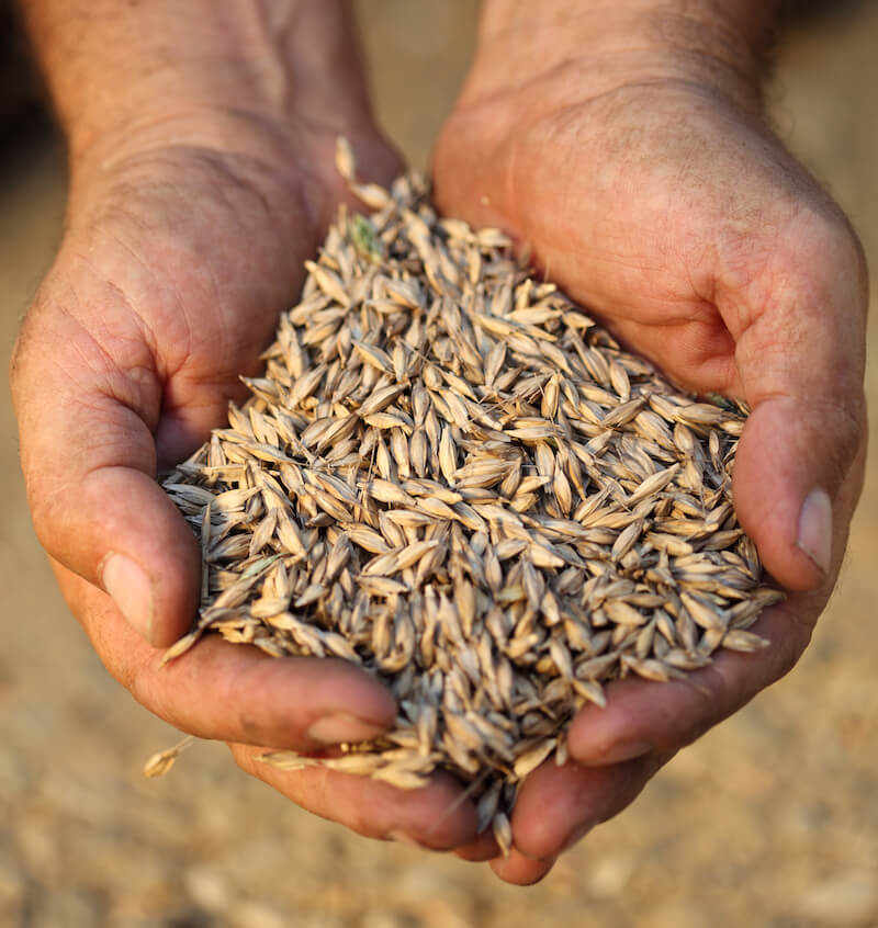 Close-up of farmer’s cupped hands holding organic einkorn kernels showcasing unprocessed grains with blurred field background