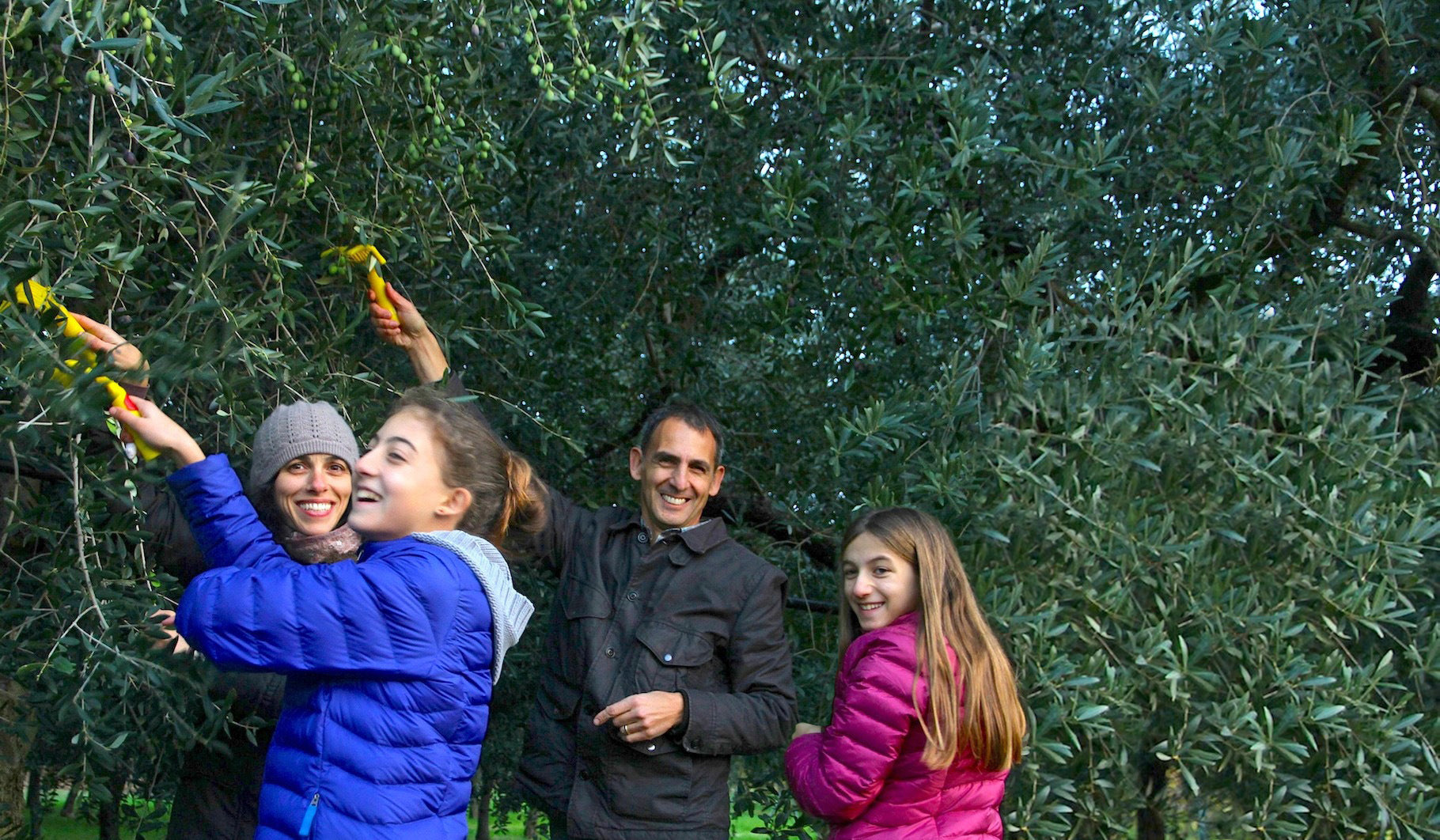 Family harvesting olives in an olive grove, smiling and using pruning shears