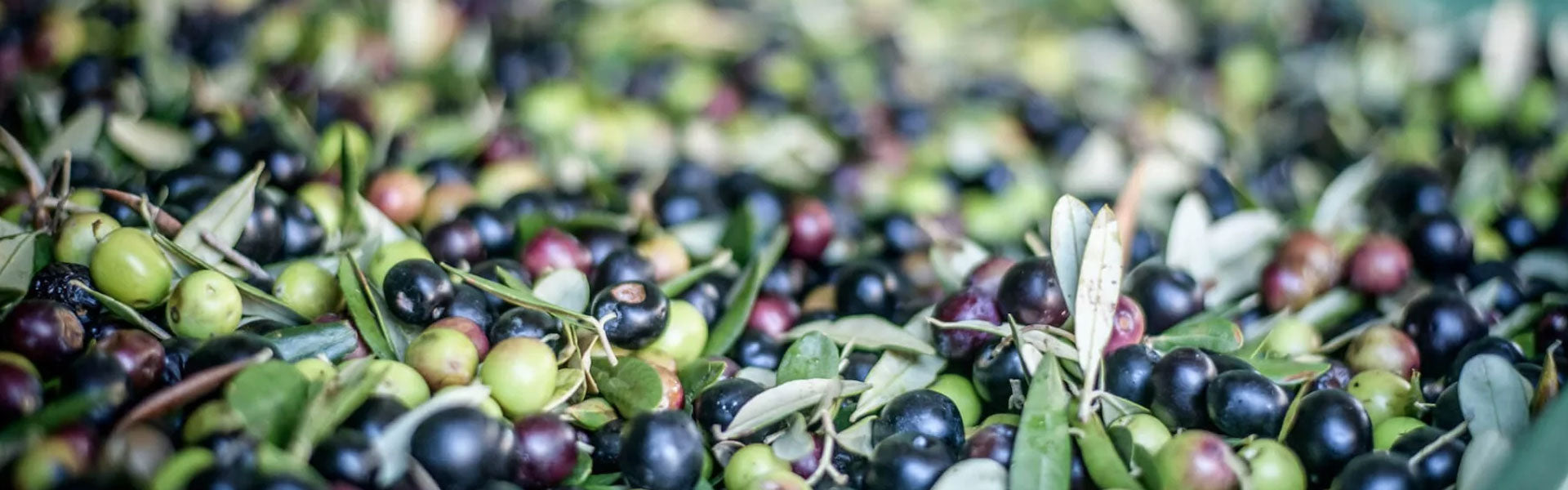 Mixed green and black olives with leaves, freshly harvested for pressing into olive oil.