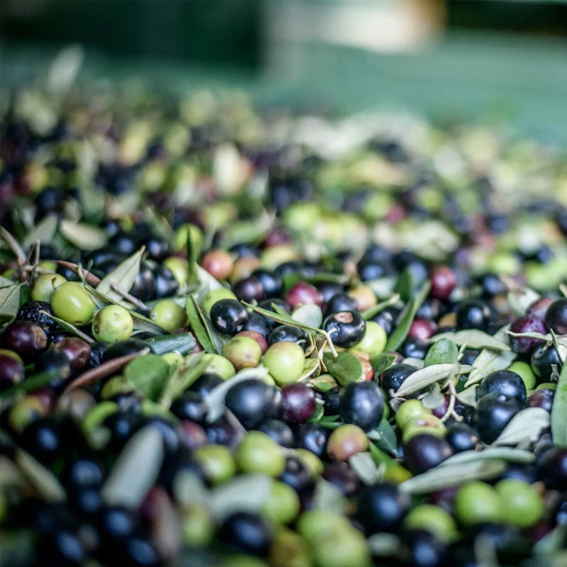 Close-up of harvested green and black olives with leaves in a sorting bin, showing fresh-picked organic Italian olives