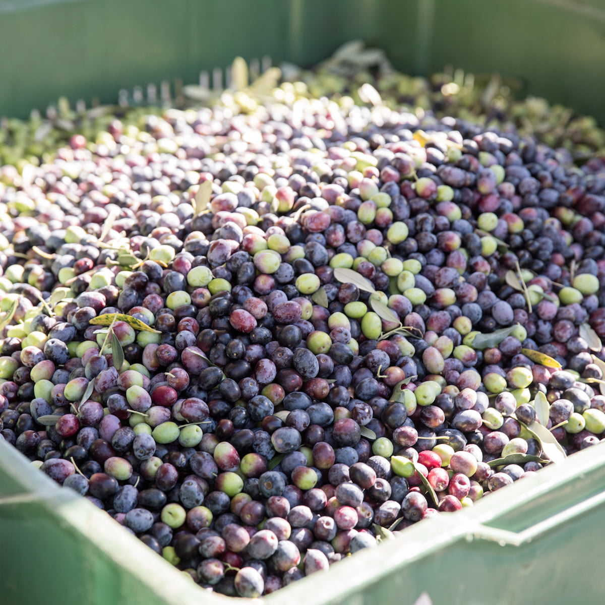Mixed-ripe, hand-harvested olives piled in a green crate during harvest