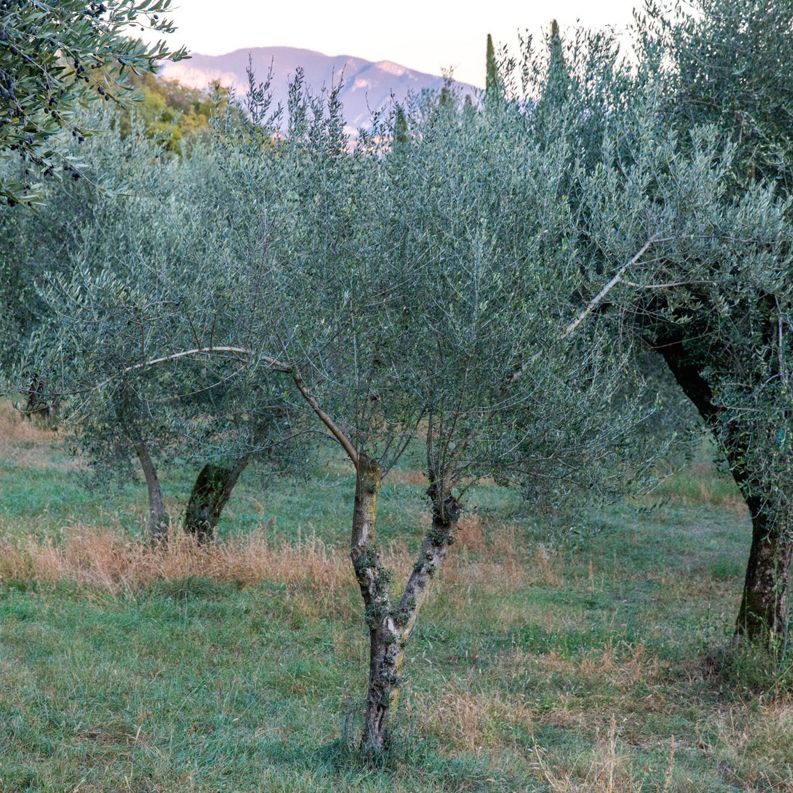 Olive trees in a sunlit grassy grove on a hillside