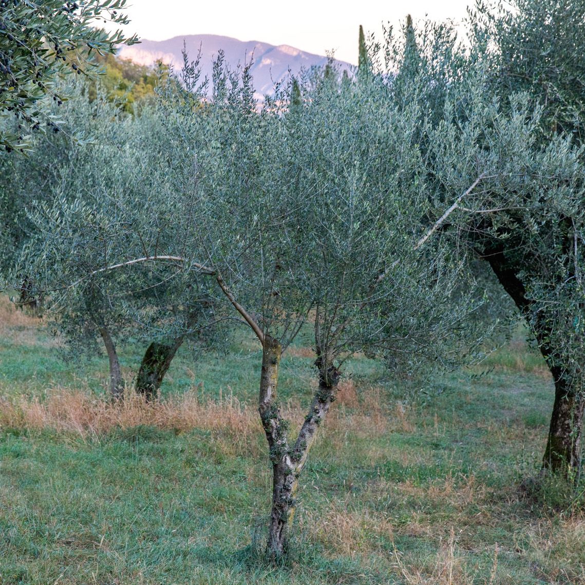 Front view of mini organic extra virgin olive oil bottle showcasing the label on a neutral background