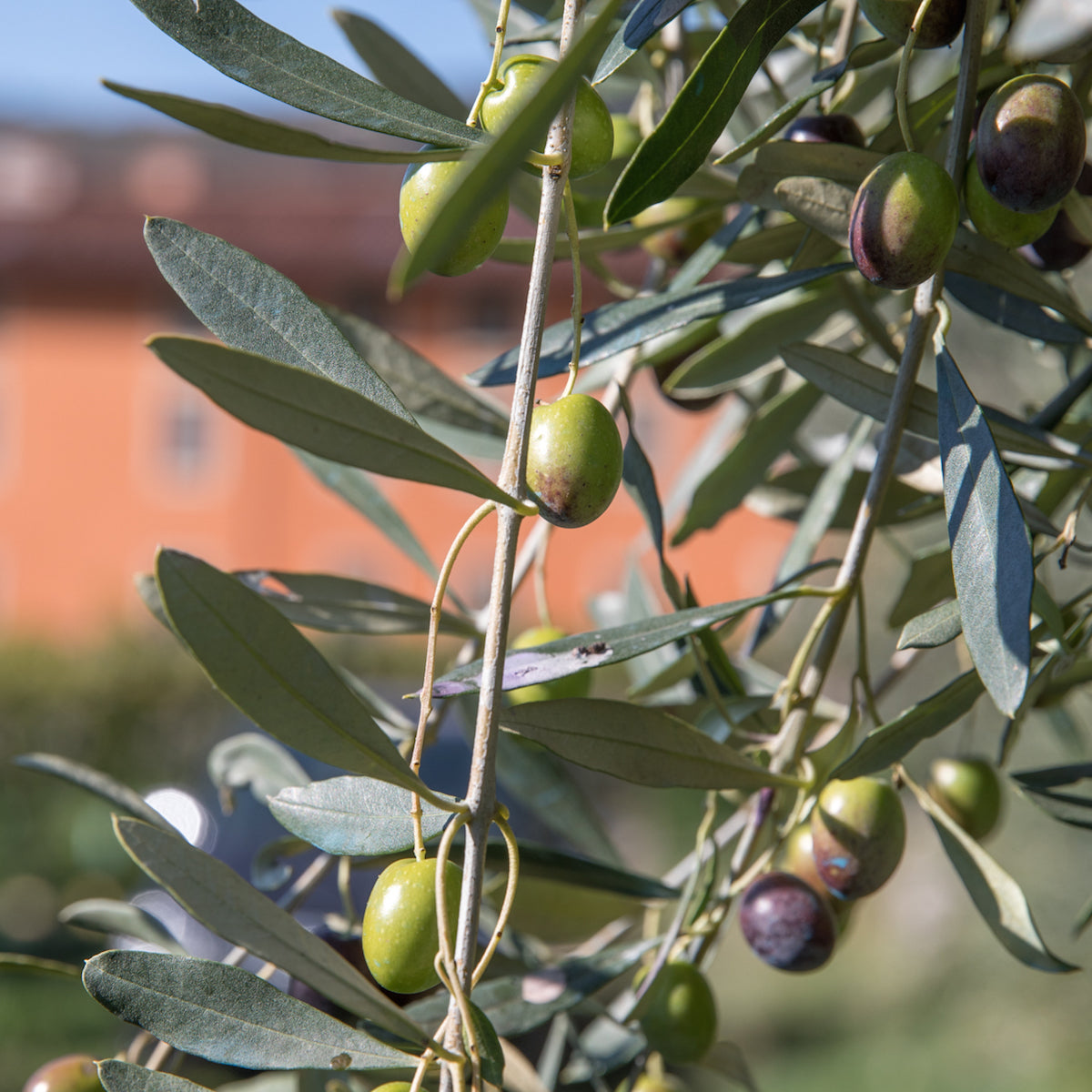Olive branch with green and purple olives in a sunlit Italian orchard, blurred terracotta building in the background