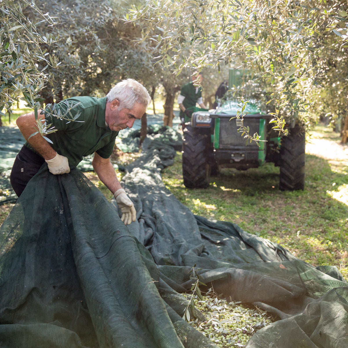 Farmers hand-harvesting olives on nets beneath olive trees with a tractor in the background