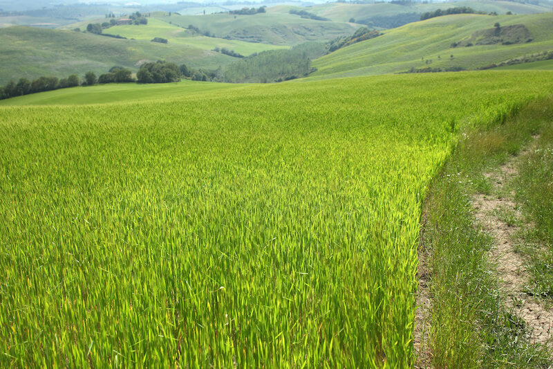 Einkorn field on rolling green hills with a dirt farm path at the right edge