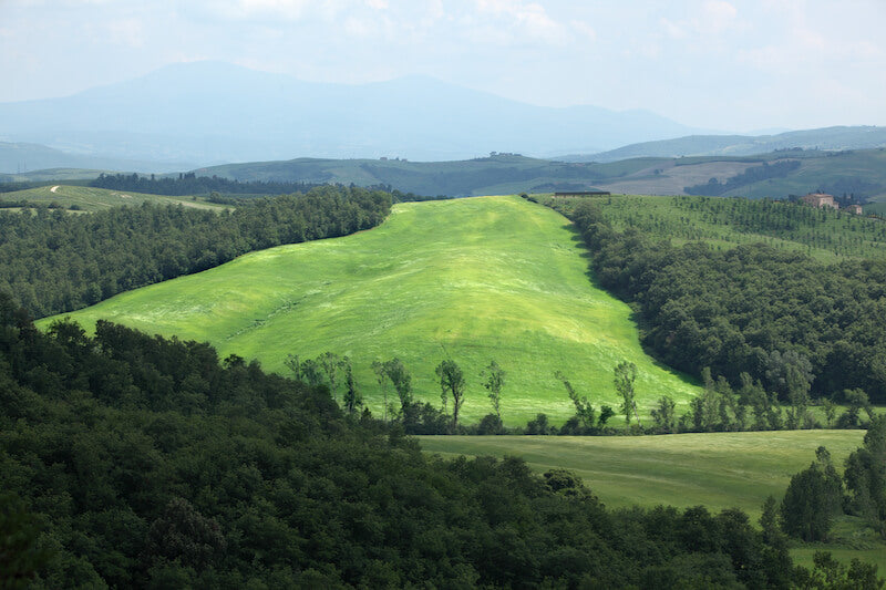 Einkorn wheat field sweeping across sunlit rolling green hills with tree-lined ridges