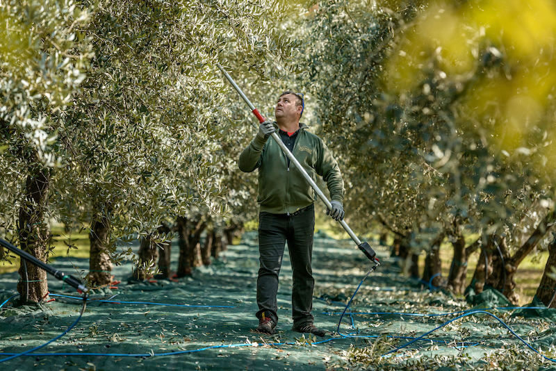 Olive farmer harvesting with a long pole over nets between rows of olive trees in a sunlit grove
