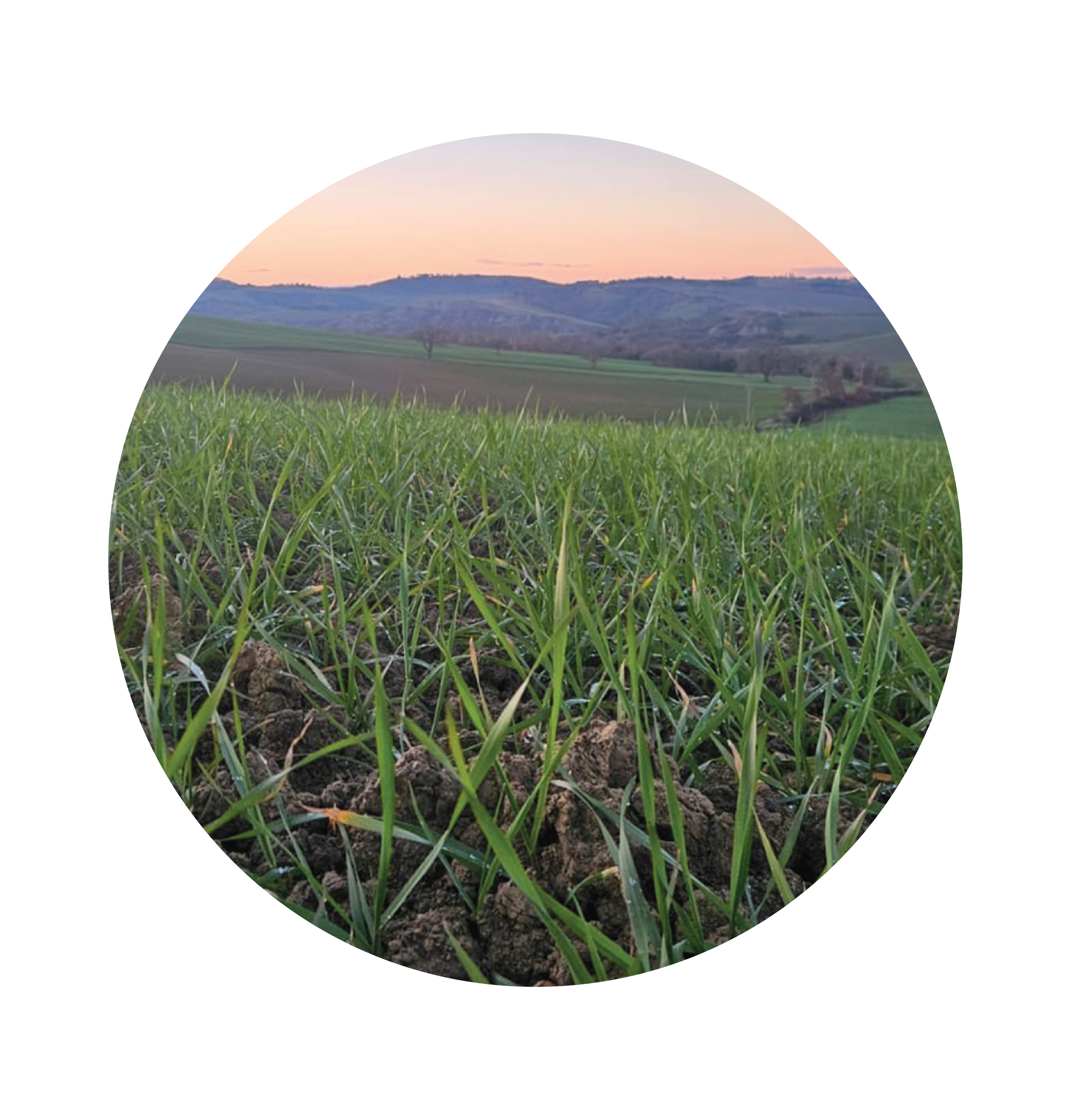 Young cover-crop seedlings sprouting from rich soil in a rolling farm field at sunset