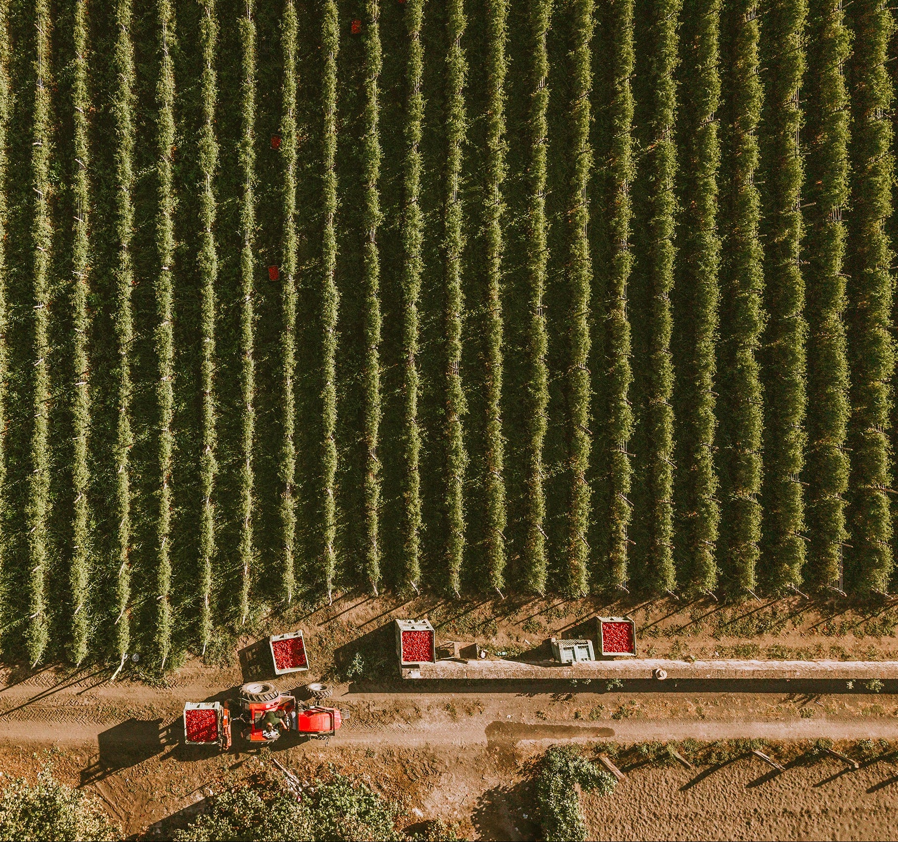 Aerial view of a tractor and workers harvesting organic tomatoes in neat rows with red crates beside a dirt road