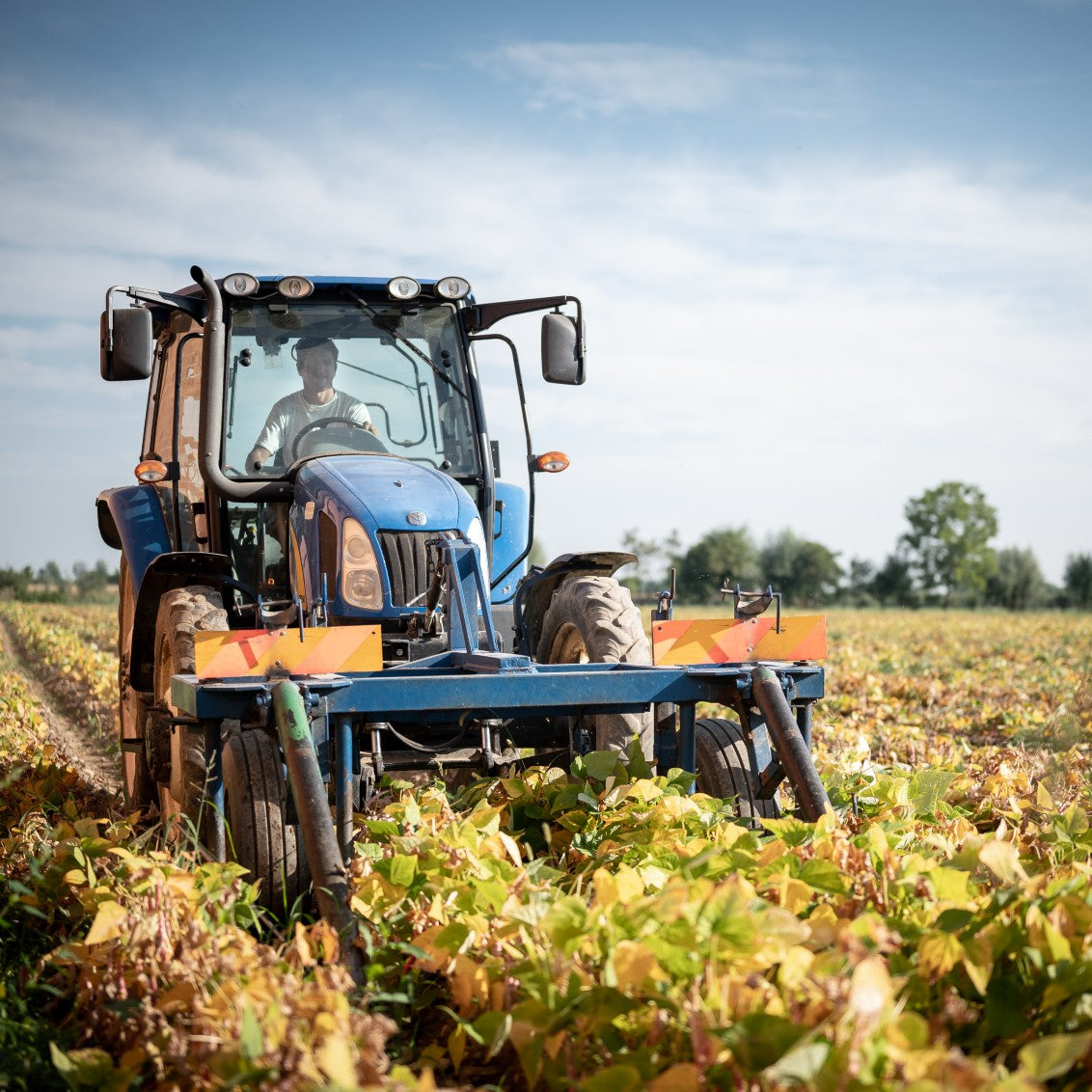 Tractor harvesting a black bean field under a blue sky
